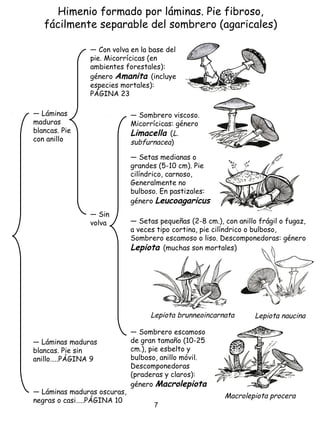 Himenio formado por láminas. Pie fibroso,
fácilmente separable del sombrero (agaricales)
― Láminas maduras oscuras,
negras o casi…..PÁGINA 10
― Láminas
maduras
blancas. Pie
con anillo
― Con volva en la base del
pie. Micorrícicas (en
ambientes forestales):
género Amanita (incluye
especies mortales):
PÁGINA 23
― Sombrero viscoso.
Micorrícicas: género
Limacella (L.
subfurnacea)
― Sombrero escamoso
de gran tamaño (10-25
cm.), pie esbelto y
bulboso, anillo móvil.
Descomponedoras
(praderas y claros):
género Macrolepiota
― Setas pequeñas (2-8 cm.), con anillo frágil o fugaz,
a veces tipo cortina, pie cilíndrico o bulboso,
Sombrero escamoso o liso. Descomponedoras: género
Lepiota (muchas son mortales)
― Setas medianas o
grandes (5-10 cm). Pie
cilíndrico, carnoso,
Generalmente no
bulboso. En pastizales:
género Leucoagaricus
― Sin
volva
― Láminas maduras
blancas. Pie sin
anillo…..PÁGINA 9
Lepiota brunneoincarnata Lepiota naucina
Macrolepiota procera
7
 
