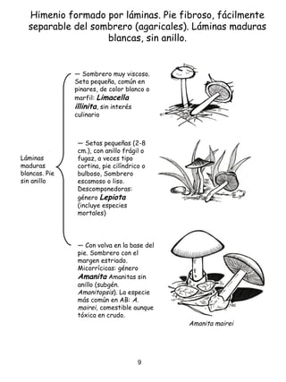 ― Sombrero muy viscoso.
Seta pequeña, común en
pinares, de color blanco o
marfil: Limacella
illinita, sin interés
culinario
― Con volva en la base del
pie. Sombrero con el
margen estriado.
Micorrícicas: género
Amanita Amanitas sin
anillo (subgén.
Amanitopsis). La especie
más común en AB: A.
mairei, comestible aunque
tóxica en crudo.
Himenio formado por láminas. Pie fibroso, fácilmente
separable del sombrero (agaricales). Láminas maduras
blancas, sin anillo.
Láminas
maduras
blancas. Pie
sin anillo
― Setas pequeñas (2-8
cm.), con anillo frágil o
fugaz, a veces tipo
cortina, pie cilíndrico o
bulboso, Sombrero
escamoso o liso.
Descomponedoras:
género Lepiota
(incluye especies
mortales)
Amanita mairei
9
 