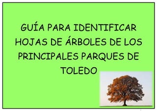 GUÍA PARA IDENTIFICAR
HOJAS DE ÁRBOLES DE LOS
PRINCIPALES PARQUES DE
TOLEDO

1

 