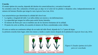 Cosecha
El estado óptimo de cosecha, depende del destino de comercialización y cercanía al mercado
Se considera como flor, solamente al botón que ya deja ver el color de los pétalos o despunta color, independientemente del
número de botones florales que tenga la vara (Agrícola Terra Ltda, 2016)
Las características que determinan la calidad del clavel son:
• La rigidez y longitud del tallo: Los tallos deben ser erectos y sin deformaciones.
• La capacidad que tengan los tallos para emitir brotes laterales.
• El número de flores por vara es también uno de los factores limitantes de la calidad.
• El punto de corte se define, de acuerdo al número de flores consideradas como válidas.
El corte se realiza un centímetro debajo de un nudo del tallo floral, dejando de 5 a 7 pares de hojas
La primera cosecha tiene lugar, entre tres meses y medio a cuatro meses después de la plantación (Agrícola Terra Ltda, 2016)
Figura 8. Estados óptimos de la flor
para ser cosechada
 