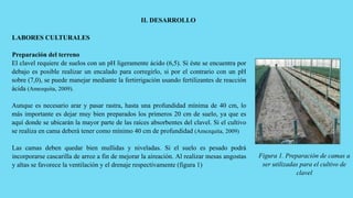 LABORES CULTURALES
Preparación del terreno
El clavel requiere de suelos con un pH ligeramente ácido (6,5). Si éste se encuentra por
debajo es posible realizar un encalado para corregirlo, si por el contrario con un pH
sobre (7,0), se puede manejar mediante la fertirrigación usando fertilizantes de reacción
ácida (Amezquita, 2009).
Aunque es necesario arar y pasar rastra, hasta una profundidad mínima de 40 cm, lo
más importante es dejar muy bien preparados los primeros 20 cm de suelo, ya que es
aquí donde se ubicarán la mayor parte de las raíces absorbentes del clavel. Si el cultivo
se realiza en cama deberá tener como mínimo 40 cm de profundidad (Amezquita, 2009)
Las camas deben quedar bien mullidas y niveladas. Si el suelo es pesado podrá
incorporarse cascarilla de arroz a fin de mejorar la aireación. Al realizar mesas angostas
y altas se favorece la ventilación y el drenaje respectivamente (figura 1)
II. DESARROLLO
Figura 1. Preparación de camas a
ser utilizadas para el cultivo de
clavel
 
