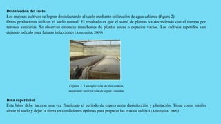 Desinfección del suelo
Los mejores cultivos se logran desinfectando el suelo mediante utilización de agua caliente (figura 2)
Otros productores utilizan el suelo natural. El resultado es que el stand de plantas va decreciendo con el tiempo por
razones sanitarias. Se observan entonces manchones de plantas secas o espacios vacíos. Los cultivos repetidos van
dejando inóculo para futuras infecciones (Amezquita, 2009)
Figura 2. Desinfección de las camas,
mediante utilización de agua caliente
Bina superficial
Esta labor debe hacerse una vez finalizado el período de espera entre desinfección y plantación. Tiene como misión
airear el suelo y dejar la tierra en condiciones óptimas para preparar las eras de cultivo (Amezquita, 2009)
 