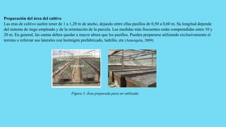 Preparación del área del cultivo
Las eras de cultivo suelen tener de 1 a 1,20 m de ancho, dejando entre ellas pasillos de 0,50 a 0,60 m. Su longitud depende
del sistema de riego empleado y de la orientación de la parcela. Las medidas más frecuentes están comprendidas entre 10 y
20 m. En general, las camas deben quedar a mayor altura que los pasillos. Pueden prepararse utilizando exclusivamente el
terreno o reforzar sus laterales con hormigón prefabricado, ladrillo, etc (Amezquita, 2009)
Figura 3. Área preparada para ser utilizada.
 