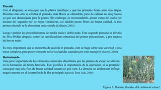 Pinzado
Con el despunte, se consigue que la planta ramifique y que las primeras flores sean más largas.
Mientras más alto se efectúa el pinzado, más flores se obtendrán; pero de calidad no muy buena
ya que son demasiadas para la planta. Sin embargo, es recomendable, pinzar cerca del suelo por
encima del segundo par de hojas verdaderas, así saldrán pocas flores de buena calidad. A éste
primer pinzado se le denomina poda simple (Calderón, 2002)
Luego vendrán los procedimientos de media poda o doble poda. Este segundo pinzado se efectúa
de 30 a 50 días después, sobre las ramificaciones obtenidas del primer pinzamiento, y por encima
del tercer nudo.
Es muy importante que al momento de realizar el pinzado, éste se haga sobre una variedad o una
mesa completa, para posteriormente sellar las heridas causadas por este manejo (Calderón, 2002)
Desbotonado
Una parte importante de los elementos minerales absorbidos por las plantas de clavel se utilizan
en la formación de brotes laterales. Esto justifica la importancia de la operación, si se pretende
conseguir una sola flor, de buena calidad comercial, por vara. La demora en desbotonar influye
negativamente en el desarrollo de la flor principal (Agrícola Terra Ltda, 2016)
Figura 6. Botones florales del cultivo de clavel
 