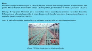 Riego
El sistema de riego recomendado para el clavel es por goteo, con tres líneas de riego por cama. El espaciamiento entre
goteros debe ser de 20 cm. El caudal debe ser de 3.725 litros por hora, por metro lineal de cintilla (Agrícola Terra Ltda, 2016)
El tiempo de riego estará determinado por la necesidad del cultivo, las condiciones climáticas y el sustrato de siembra.
Debe mantenerse la humedad a capacidad de campo. Los excesos de humedad aumentan el riesgo de ataques fungosos a la
raíz de las plantas (Agrícola Terra Ltda, 2016)
Antes de realizar la plantación conviene hacer un análisis del agua para saber su contenido en sales totales
Figura 7. Utilización de riego localizado en claveles
 