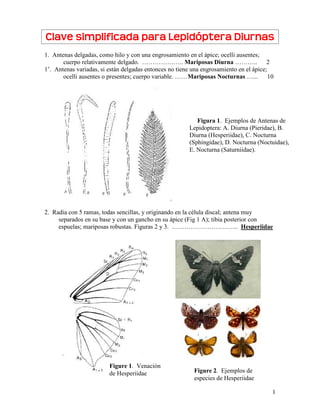 1
Clave simplificada para Lepidóptera Diurnas
1. Antenas delgadas, como hilo y con una engrosamiento en el ápice; ocelli ausentes;
cuerpo relativamente delgado. ……………….. Mariposas Diurna ……….. 2
1’. Antenas variadas, si están delgadas entonces no tiene una engrosamiento en el ápice;
ocelli ausentes o presentes; cuerpo variable. ……Mariposas Nocturnas …... 10
2. Radia con 5 ramas, todas sencillas, y originando en la célula discal; antena muy
separados en su base y con un gancho en su ápice (Fig 1 A); tibia posterior con
espuelas; mariposas robustas. Figuras 2 y 3. ………………………….. Hesperiidae
Figure 1. Venación
de Hesperiidae Figure 2. Ejemplos de
especies de Hesperiidae
Figura 1. Ejemplos de Antenas de
Lepidoptera: A. Diurna (Pieridae), B.
Diurna (Hesperiidae), C. Nocturna
(Sphingidae), D. Nocturna (Noctuidae),
E. Nocturna (Saturniidae).
 