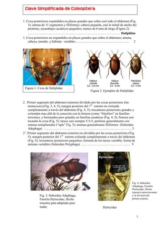 1
1. Coxa posteriores expandidos en placas grandes que cubre casi todo el abdomen (Fig
1); antena de 11 segmentos y filiformes; cabeza pequeña, casi la mitad de ancho del
protórax; escarabajos acuáticos pequeños, menos de 6 mm de largo (Figura 2).
…………………………………………………………………………. Haliplidae
1. Coxa posteriores no expandidos en placas grandes que cubre el abdomen; antena,
cabeza, tamaño, y hábitats variables …………………………………………. 2
2. Primer segmento del abdomen (esterno) dividido por las coxas posteriores (las
metacoxas) (Fig. 3, 4, 5); margen posterior del 1er
esterno no extiende
completamente a través del abdomen (Fig. 4, 5); trocanteres posteriores grandes y
extienden mas allá de la conexión con la femora (como “frijolitos” en familias
terrestres, y fusionados pero grandes en familias acuáticas (Fig. 4, 5); femora casi
tocando la coxa (Fig. 5); tarsos casi siempre 5-5-5; protórax generalmente con
suturas notopluerales (“npls” Fig. 5); antenas generalmente filiformes (Suborden
Adephaga) ……………………………………………………….……….…….. 3
2’. Primer segmento del abdomen (esterno) no dividido por las coxas posteriores (Fig.
5); margen posterior del 1er
esterno extiende completamente a través del abdomen
(Fig. 5); trocanteres posteriores pequeños; formula de los tarsos variable; forma de
antenas variables (Suborden Polyphaga) …………………………………….... 9
Figura 1. Coxa de Haliplidae
Dytiscidae
Fig. 3. Suborden Adephaga,
Familia Dytiscidae; flecha
muestra pata adaptado para
nadar.
Fig. 4. Suborden
Adephaga, Familia
Dytiscidae; flecha
muestra meta-trocanter
y la división del
primer esterno.
Figura 2. Ejemplos de Haliplidae
CCllaavvee SSiimmpplliiffiiccaaddaa ddee CCoolleeoopptteerraa
 