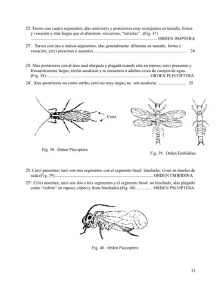 Alai Insect Clave para la identificación de insectos adultos | PDF