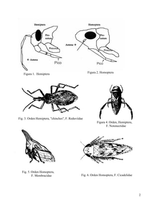 Alai Insect Clave para la identificación de insectos adultos | PDF