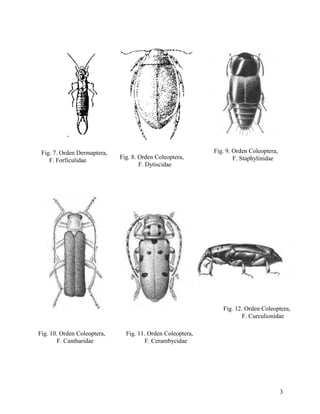 Alai Insect Clave para la identificación de insectos adultos | PDF