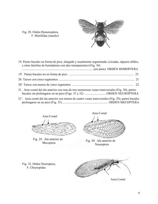Alai Insect Clave para la identificación de insectos adultos | PDF