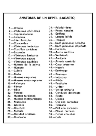 Claves anatomia reptil