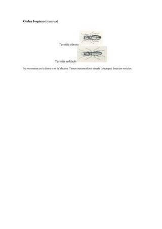 Orden Isoptera (termites)
Termita obrera
Termita soldado
Se encuentran en la tierra o en la Madera. Tienen metamorfosis simple (sin pupa). Insectos sociales.
 