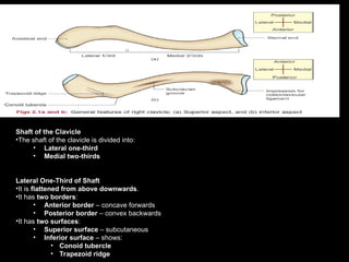 Conoid Ridge anatomy of CLAVICAL bone with muscular landmarks.ppt