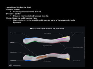 Conoid Ridge anatomy of CLAVICAL bone with muscular landmarks.ppt