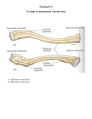 Practical # 2
To study & demonstarte Clavicle bone
a) Rightclavicle,superiorview
b) Rightclavicle,inferiorview
 