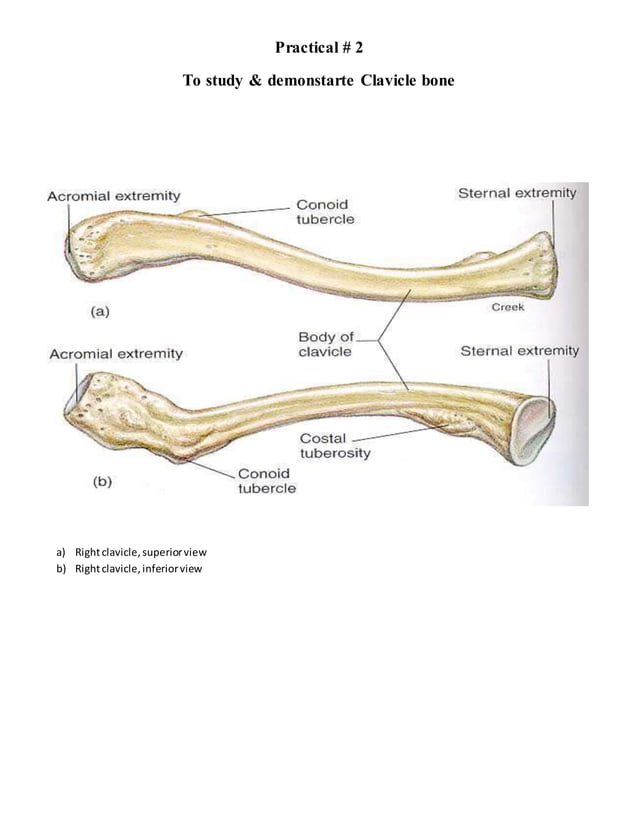 Clavicle | PDF
