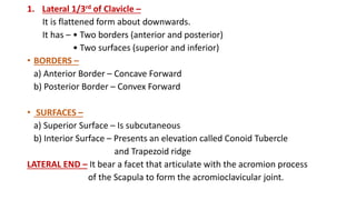 Clavicle bone Anatomy | PPTX
