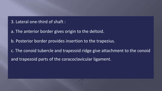 Conoid Ridge Clavicle | PPTX
