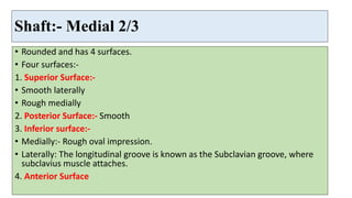 Shaft:- Medial 2/3
• Rounded and has 4 surfaces.
• Four surfaces:-
1. Superior Surface:-
• Smooth laterally
• Rough medially
2. Posterior Surface:- Smooth
3. Inferior surface:-
• Medially:- Rough oval impression.
• Laterally: The longitudinal groove is known as the Subclavian groove, where
subclavius muscle attaches.
4. Anterior Surface
 
