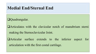 Medial End/Sternal End
Quadrangular.
Articulates with the clavicular notch of manubrium sterni
making the Sternoclavicular Joint.
Articular surface extends to the inferior aspect for
articulation with the first costal cartilage.
 