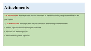Attachments
At the lateral end, the margin of the articular surface for its acromioclavicular joint gives attachment to the
joint capsule.
 At the medial end, the margin of the articular surface for the sternum gives attachment to:
a. Fibrous capsule of sternoclavicular joint all around.
b. Articular disc posterosuperiorly.
c. Interclavicular ligament superiorly.
 