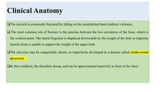 Clinical Anatomy
The clavicle is commonly fractured by falling on the outstretched hand (indirect violence).
 The most common site of fracture is the junction between the two curvatures of the bone, which is
the weakest point. The lateral fragment is displaced downwards by the weight of the limb as trapezius
muscle alone is unable to support the weight of the upper limb.
The clavicles may be congenitally absent, or imperfectly developed in a disease called cleidocranial
dysostosis.
In this condition, the shoulders droop, and can be approximated anteriorly in front of the chest.
 