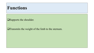 Functions
Supports the shoulder.
Transmits the weight of the limb to the sternum.
 