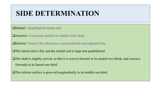 SIDE DETERMINATION
Medial:- Quadrilateral sternal end.
Anterior:- Convexity medial two-thirds of the shaft.
Inferior:- Groove for subclavius, conoid tubercle and trapezoid line.
The lateral end is flat, and the medial end is large and quadrilateral.
The shaft is slightly curved, so that it is convex forward in its medial two-thirds, and concave
forwards in its lateral one-third.
The inferior surface is grooved longitudinally in its middle one-third.
 