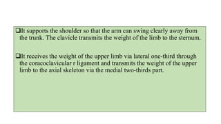 It supports the shoulder so that the arm can swing clearly away from
the trunk. The clavicle transmits the weight of the limb to the sternum.
It receives the weight of the upper limb via lateral one-third through
the coracoclavicular r ligament and transmits the weight of the upper
limb to the axial skeleton via the medial two-thirds part.
 
