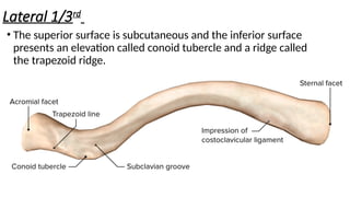 Conoid Ridge CLAVICLE BONE OF UPPER LIMB AND THORAX.pptx