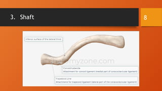 Anatomy of the Clavicle: Structure, Articulations & Muscle Attachments
