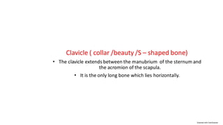 Clavicle(2)