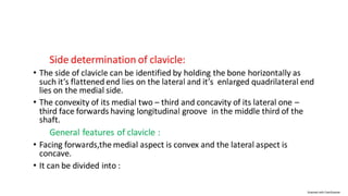 Clavicle(2)