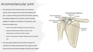 Acromioclavicular joint
• The distal end of the clavicle meets the acromion
process of the scapula to form the Acromioclavicular
joint. A plane synovial joint, the AC joint allows a gliding
articulation between the acromion and the clavicle,
capable of 3 degrees of freedom of movement, each
around an oblique axis:
• Internal and external rotation around a vertical axis,
• Upward and downward rotation around an axis
perpendicular to the plane of the scapula,
• Anterior and posterior scapular tilting around a horizontal
axis.
• This articulation allows for the motion necessary to
maintain the relationship between the scapula and the
clavicle in the early and late stages of the GH joint’s ROM
 