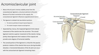 Acromioclavicular joint
• Most of the AC joint’s intrinsic stability arises from the
coracoclavicular ligament, a structure extrinsic to the joint.
Because of its direct connection to the scapula, the
coracoclavicular ligament influences scapulohumeral motion.
• This ligament is divided into two distinct portions:
1. The lateral quadrilateral-shaped trapezoid ligament.
2. The medial triangular-shaped conoid ligament.
• Separated by a bursa, the trapezoid ligament limits lateral
movement of the clavicle over the acromion. The conoid
ligament restricts superior movement of the clavicle. Acting
jointly, these ligaments limit rotation of the scapula and
provide some degree of horizontal stability.
• The conoid portion of the ligament is critical for the passive
posterior rotation of the clavicle that occurs during shoulder
elevation. A horizontal dislocation of the AC joint can occur
with the coracoclavicular ligament remaining intact.
 