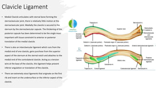 Clavicle Ligament
• Medial Clavicle articulates with sternal bone forming the
sternoclavicular joint, there is relatively little motion at the
sternoclavicular joint. Medially the clavicle is secured to the
sternum by the sternoclavicular capsule. The thickening of the
posterior capsule has been determined to be the single most
important soft tissue constraint to anterior or posterior
translation of the medial clavicle.
• There is also an interclavicular ligament which runs from the
medial end of one clavicle, gains purchase from the superior
aspect of the sternum at the sternal notch and attaches to the
medial end of the contralateral clavicle. Acting as a tension
wire at the base of the clavicle, this ligament helps prevent
inferior angulation or translation of the clavicle.
• There are extremely stout ligaments that originate on the first
rib and insert on the undersurface or the inferior aspect of the
clavicle.
 