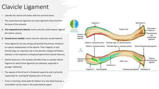 Clavicle Ligament
• Laterally the clavicle articulates with the acromion bone.
• The coracoclavicular ligaments are stout ligaments that arise from
the base of the coracoid:
1. The trapezoid (more lateral): inserts onto the small osseous ridge of
the inferior clavicle.
2. Conoid (more medial): inserts onto the clavicular conoid tubercle.
• These ligaments are very strong and provide the primary resistance
to superior displacement of the clavicle. Their integrity, or lack
thereof, plays an important role in the decision making and fixation
selection in the treatment of displaced lateral third clavicle fractures.
• Clavicle fractures in this location will often have an avulsed inferior
fragment to which these ligaments are attached, especially in
younger individuals.
• The capsule of the AC joint is thickened superiorly and is primarily
responsible for resisting AP displacement of the joint.
• If one is inserting a hook plate for fixation of a very distal fracture, a
small defect can be made in the posterolateral aspect.
 