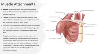Muscle Attachments
• Medially: the pectoralis major muscle originates from the
clavicular shaft anteroinferiorly, and the sternocleidomastoid
originates superiorly.
• Laterally: the pectoralis origin merges with the origin of the
anterior deltoid, while the trapezius insertion blends superiorly
with the deltoid origin at the lateral margin.
• The medial clavicular fragment is elevated by the unopposed pull
of the sternocleidomastoid muscle, while the distal fragment is
held inferiorly by the deltoid and medially by the pectoralis
major.
• The platysma or “shaving muscle” is variable in terms of
thickness and extent, but usually envelopes the anterior and
superior aspects of the clavicle and runs in the subcutaneous
tissues, extending superiorly to the mandible and the deeper
facial muscles. It is divided during the surgical approach, and is
typically included in the closure of the superficial, or
skin/subcutaneous layer.
 