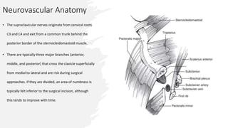 Neurovascular Anatomy
• The supraclavicular nerves originate from cervical roots
C3 and C4 and exit from a common trunk behind the
posterior border of the sternocleidomastoid muscle.
• There are typically three major branches (anterior,
middle, and posterior) that cross the clavicle superficially
from medial to lateral and are risk during surgical
approaches. If they are divided, an area of numbness is
typically felt inferior to the surgical incision, although
this tends to improve with time.
 