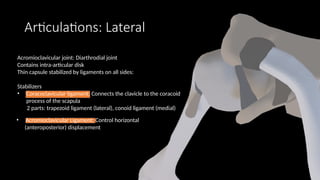Comprehensive Overview of Clavicle Fractures: Anatomy, Diagnosis, and ...