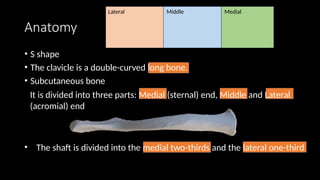 Comprehensive Overview of Clavicle Fractures: Anatomy, Diagnosis, and ...