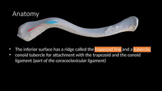 Conoid Ridge Comprehensive Overview of Clavicle Fractures: Anatomy, Diagnosis, and ...
