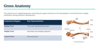 Anatomical Region Key Characteristics
Medial Third Thick and cylindrical structure
Middle Third Narrowest and weakest segment
Lateral Third Flat and broad
The clavicle is an S-shaped long bone connecting the upper extremity to the axial skeleton. It is the ﬁrst bone to begin
ossiﬁcation during embryonic development.
Gross Anatomy
 