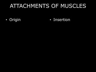 ATTACHMENTS OF MUSCLES
• Origin • Insertion
 