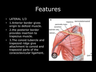 Features
• LATERAL 1/3
• 1.Anterior border gives
origin to deltoid muscle.
• 2.the posterior border
provides insertion to
trapezius muscle.
• 3.The conoid tubercle and
trapezoid ridge give
attachment to conoid and
trapezoid parts of the
coracoclavicular ligament.
 