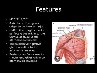 Features
• MEDIAL 2/3RD
• Anterior surface gives
origin to pectoralis major.
• Half of the rough superior
surface gives origin to the
clavicular head of the
sternocleidomastoid.
• The subcolavian grrove
gives insertion to the
subclavius muscle.
• Posterior surface close to
medial end gives origin to
sternohyoid muscles
 