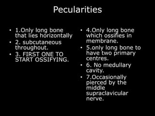 Pecularities
• 1.Only long bone
that lies horizontally
• 2. subcutaneous
throughout.
• 3. FIRST ONE TO
START OSSIFYING.
• 4.Only long bone
which ossifies in
membrane.
• 5.only long bone to
have two primary
centres.
• 6. No medullary
cavity.
• 7.Occasionally
pierced by the
middle
supraclavicular
nerve.
 
