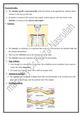 Pectoral Girdle:
 The shoulder girdle or pectoral girdle is the set of bones in the appendicular skeleton which
connects to the arm on each side.
 In humans it consists of the clavicle and scapula; in those species with three bones in the
shoulder, it consists of the clavicle and scapula
 Clavicle:
 The clavicle, or collarbone, is a long bone that serves as a strut between the shoulder blade and
the sternum (breastbone).
 There are two clavicles, one on the left and one on the right.
 The clavicle is the only long bone in the body that lies horizontally.
 Type of Bone:
 Even though it is classified as a long bone, the collarbone has no medullary (bone marrow)
cavity like other long bones
 It is made up of spongy bone with a shell of compact bone.
 Anatomical position:
 The clavicle is an elongated, S-shaped bone that rests horizontally at the sternum across the
upper part of the ribcage, and the acromial end of the scapula.
 Osteologyof bone:
 