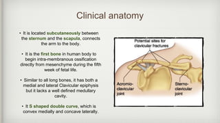 Clinical anatomy
• It is located subcutaneously between
the sternum and the scapula, connects
the arm to the body.
• It is the first bone in human body to
begin intra-membranous ossification
directly from mesenchyme during the fifth
week of fetal life.
• Similar to all long bones, it has both a
medial and lateral Clavicular epiphysis
but it lacks a well defined medullary
cavity.
• It S shaped double curve, which is
convex medially and concave laterally.
 
